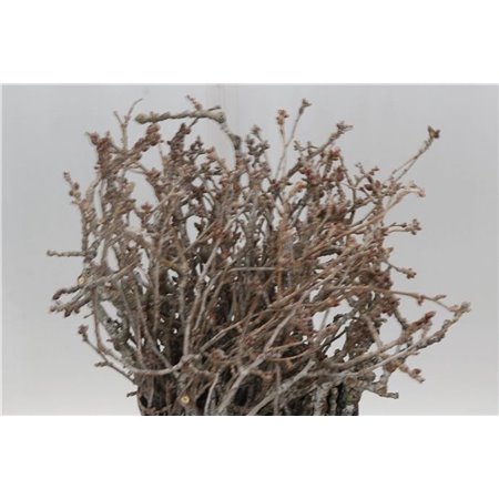 Evkaliptus Populier Round (p. bunch) c1589