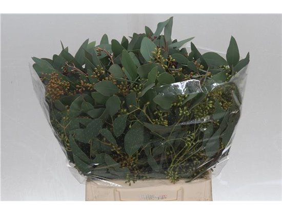 Evkaliptus Populus Berry 150gr Short (p. bunch) c1591