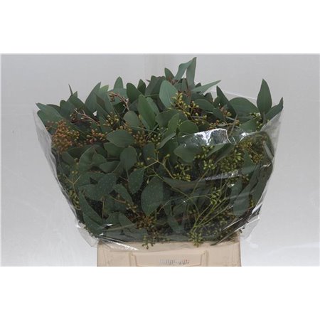 Evkaliptus Populus Berry 150gr Short (p. bunch) c1591