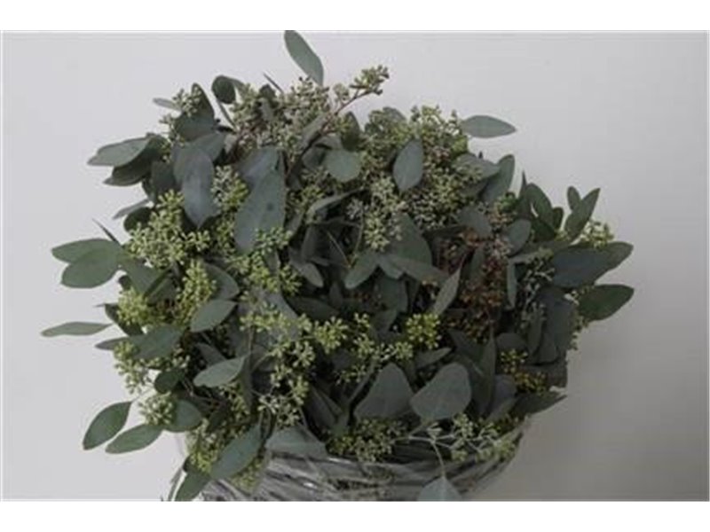 Evkaliptus Populus Berry 150gr Short (p. bunch) c1592