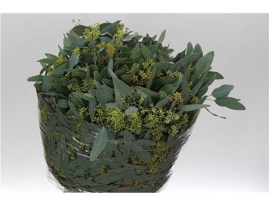 Evkaliptus Populus Berry 400gr (p. bunch) c1595
