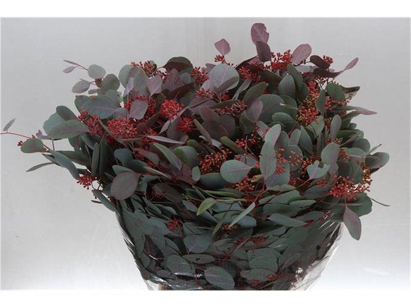 Evkaliptus Populus Berry Abs Red 300gr (p. bunch) c1597