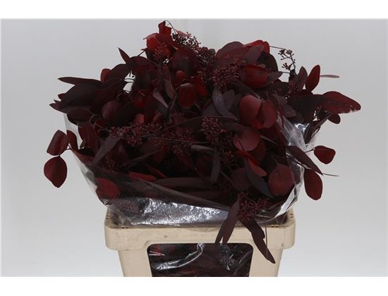 Evkaliptus Populus Berry Stab Red (p. bunch) c1599