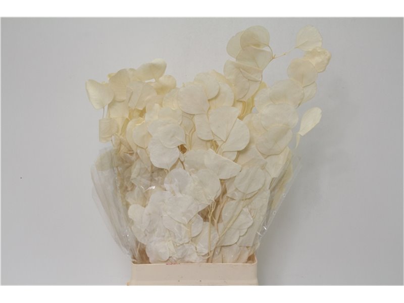 Evkaliptus Populus Bleached (p. bunch) c1600