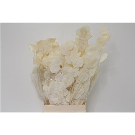 Evkaliptus Populus Bleached (p. bunch) c1600