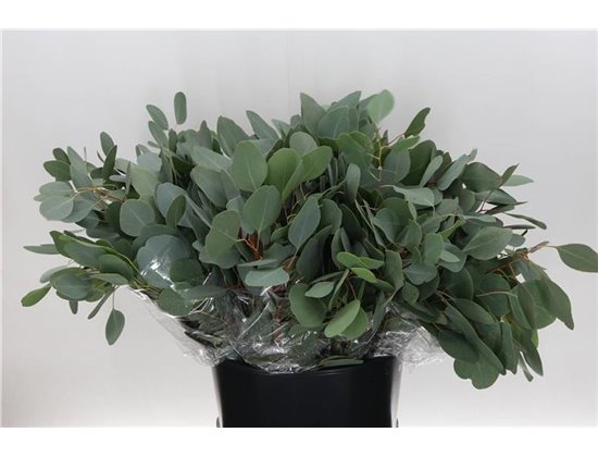 Evkaliptus Populus Leaf 150gr Short (p. bunch) c1601