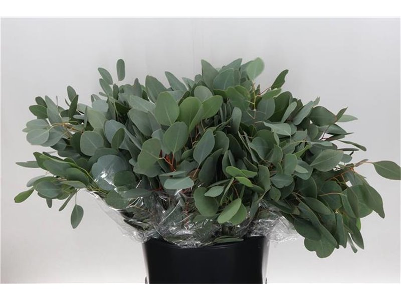 Evkaliptus Populus Leaf 150gr Short (p. bunch) c1601