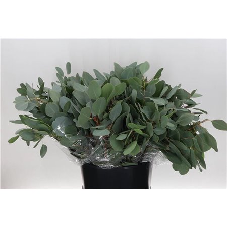 Evkaliptus Populus Leaf 150gr Short (p. bunch) c1601