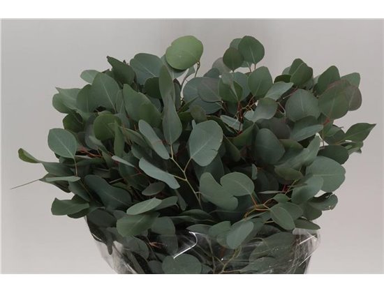 Evkaliptus Populus Leaf 300gr (p. bunch) c1603