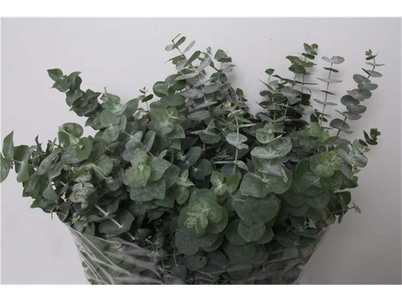 Evkaliptus Pulverana 300gr (p. bunch) c1604