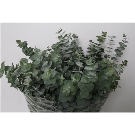 Evkaliptus Pulverana 300gr (p. bunch) c1604