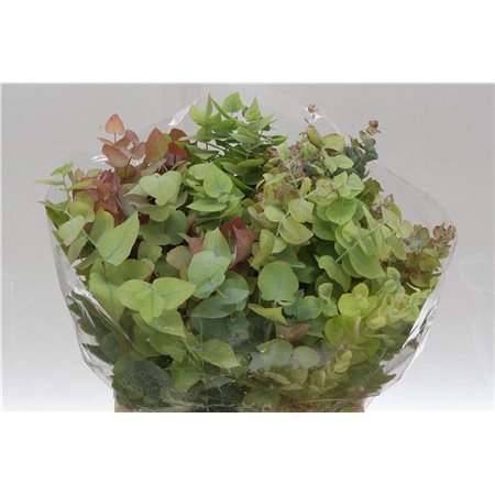 Evkaliptus Stuart Nature 150gr (p. bunch) c1606