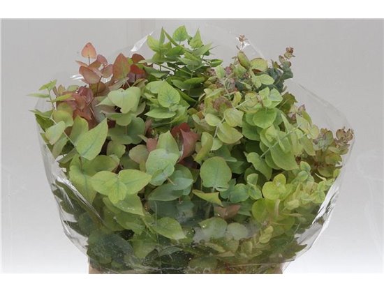 Evkaliptus Stuart Nature 150gr (p. bunch) c1607