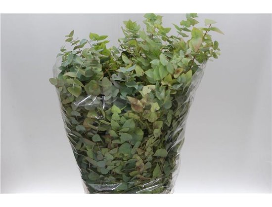 Evkaliptus Stuart Nature 200gr (p. bunch) c1608