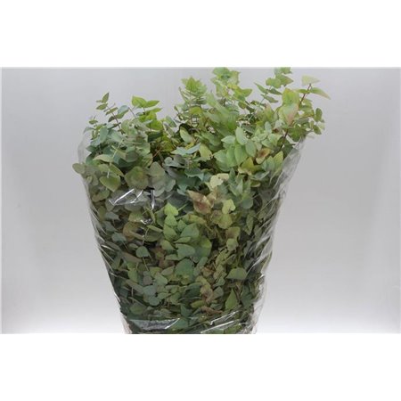 Evkaliptus Stuart Nature 200gr (p. bunch) c1608