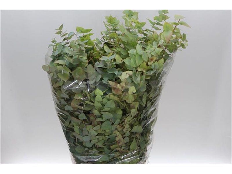 Evkaliptus Stuart Nature 200gr (p. bunch) c1610
