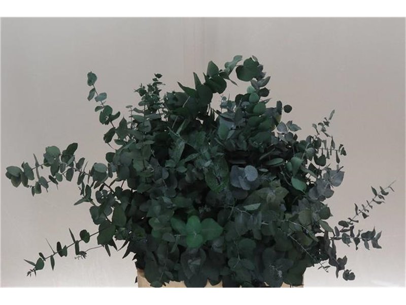 Evkaliptus Stuart. Green 200gr (p. bunch) c1611