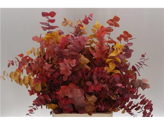 Evkaliptus Stuart. Mixed 200gr (p. bunch) prepared c1612