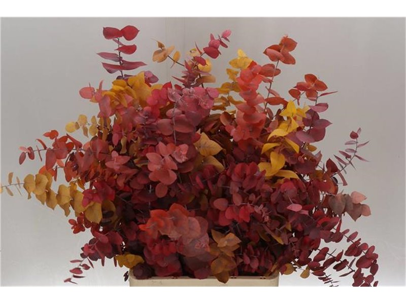 Evkaliptus Stuart. Mixed 200gr (p. bunch) prepared c1612