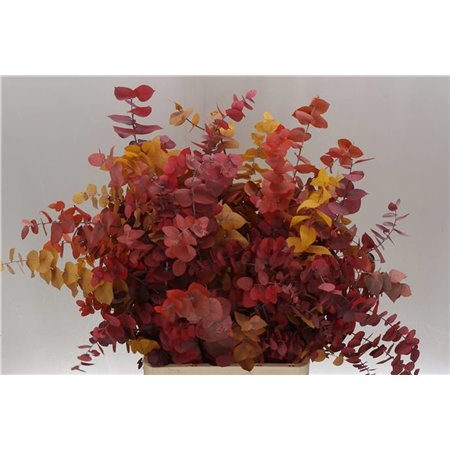 Evkaliptus Stuart. Mixed 200gr (p. bunch) prepared c1612