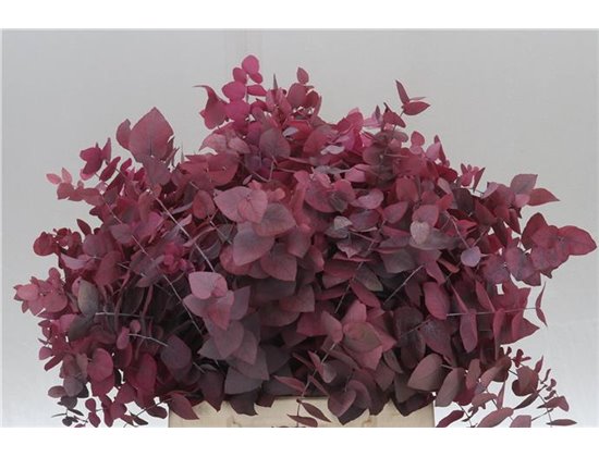 Evkaliptus Stuart. Pink Lady 150gr Short (p. bunch) prepared c1614