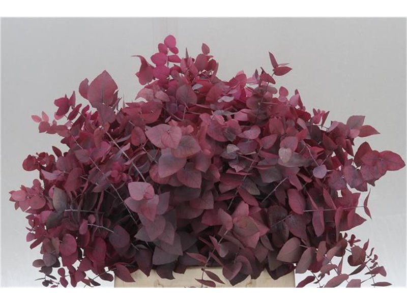 Evkaliptus Stuart. Pink Lady 150gr Short (p. bunch) prepared c1614