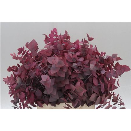 Evkaliptus Stuart. Pink Lady 150gr Short (p. bunch) prepared c1614