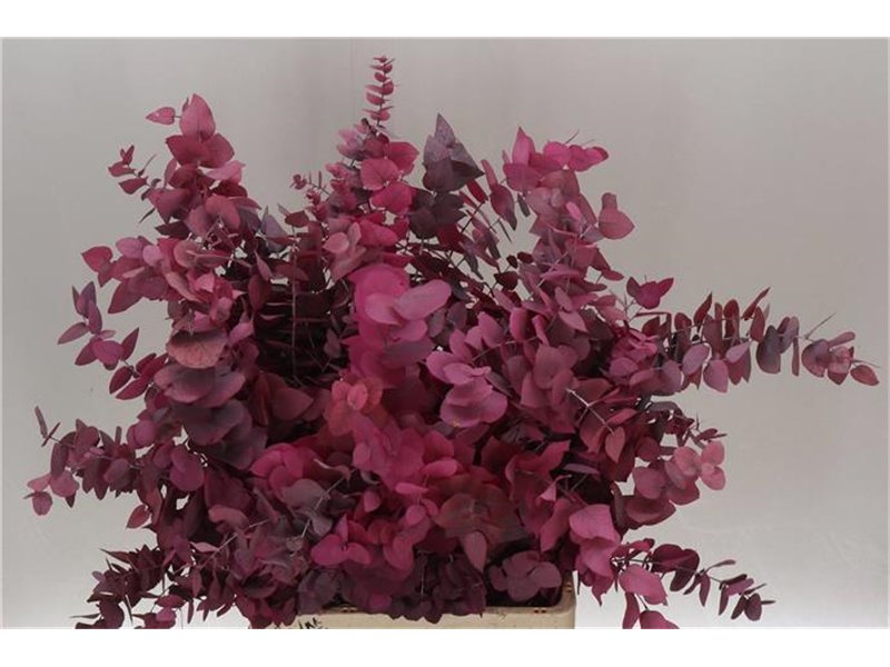 Evkaliptus Stuart. Pink Lady 200gr (p. bunch) c1615