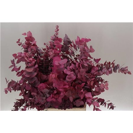 Evkaliptus Stuart. Pink Lady 200gr (p. bunch) c1615