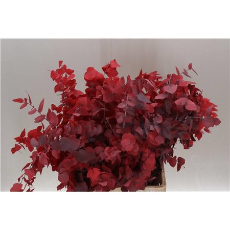 Evkaliptus Stuart. Pink Lady 200gr (p. bunch) c1616