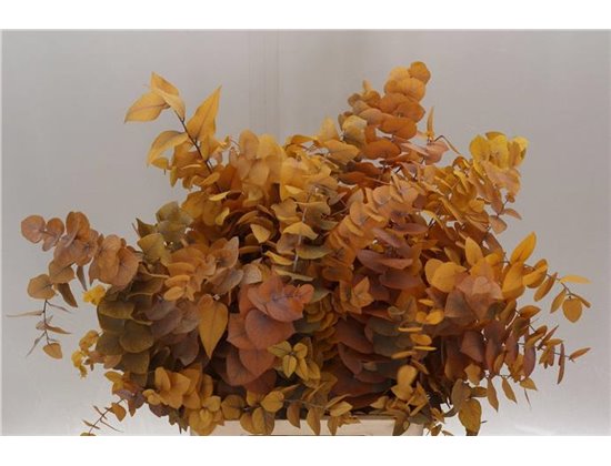 Evkaliptus Stuart. Red 200gr (p. bunch) c1617