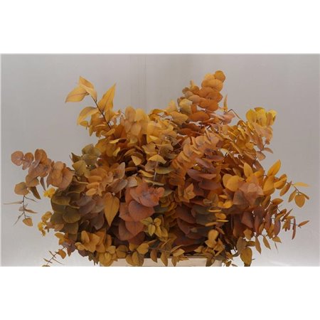 Evkaliptus Stuart. Red 200gr (p. bunch) c1617