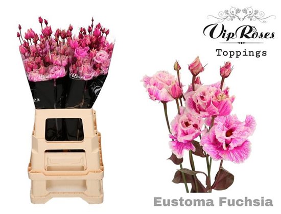 Eustoma Double Alissa Fuchsia c1624
