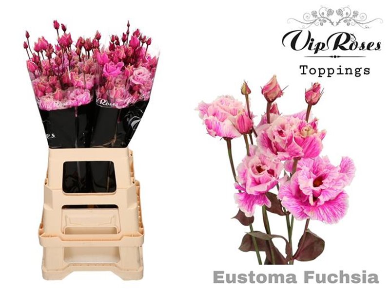 Eustoma Double Alissa Fuchsia c1624