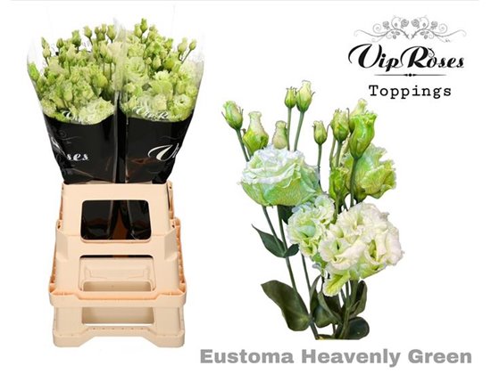 Eustoma Double Alissa Fuchsia c1625