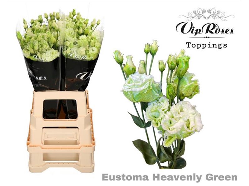 Eustoma Double Alissa Fuchsia c1625