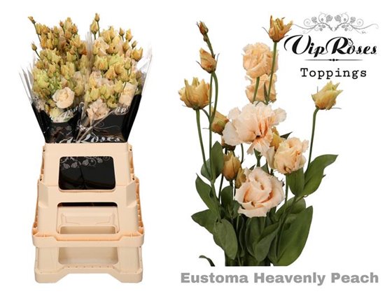 Eustoma Double Alissa Heavenly Peach c1627
