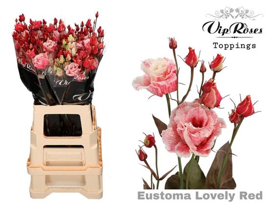 Eustoma Double Alissa Lovely Red c1630