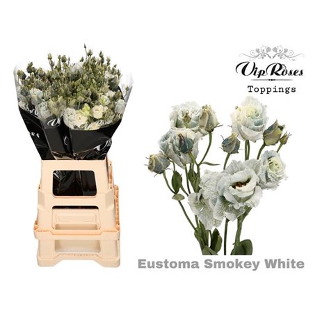 Eustoma Double Alissa Smokey White c1634