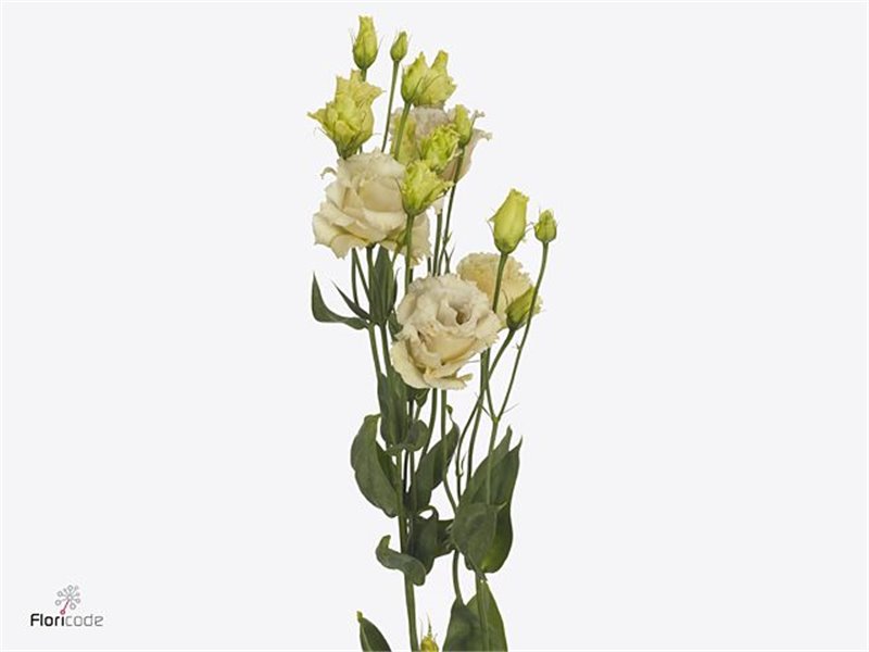 Eustoma Double Alissa White c1637