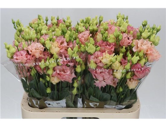 Eustoma Double Corelli Coral c1643