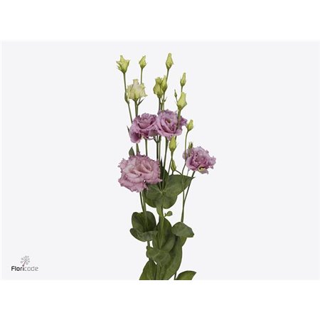 Eustoma Double Julius Grape c1644