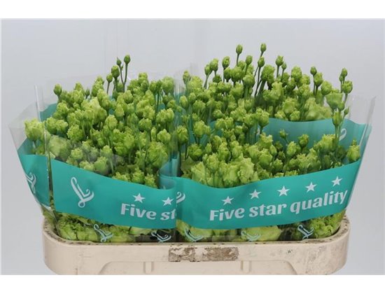 Eustoma Double Rosan Emerald c1648