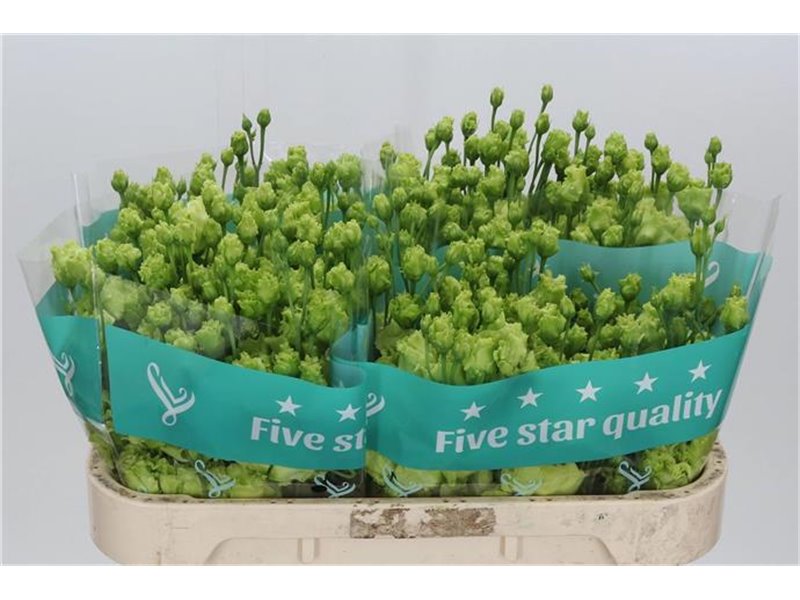 Eustoma Double Rosan Emerald c1648