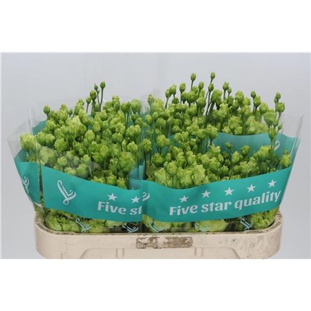 Eustoma Double Rosan Emerald c1648