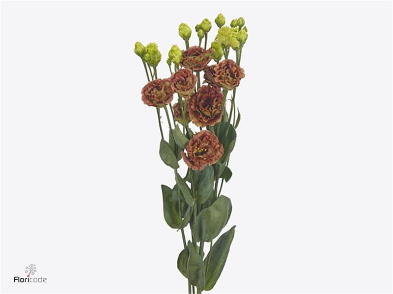 Eustoma Double Rosan Emerald c1649