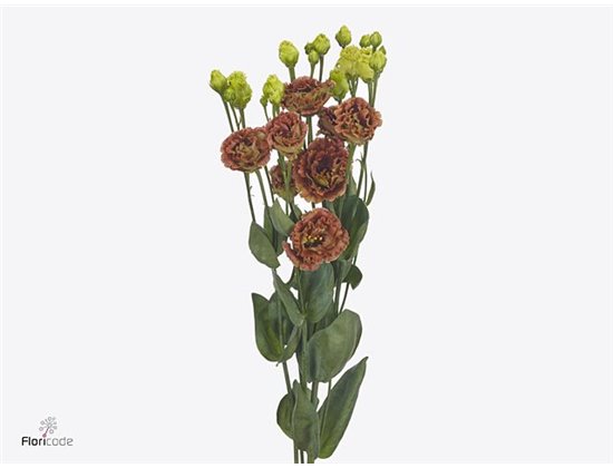 Eustoma Double Rosan Terracot c1650