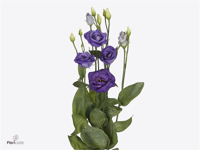 Eustoma Double Rosi Blue c1651