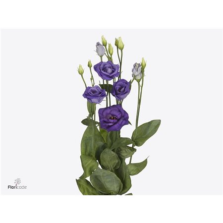 Eustoma Double Rosi Blue c1651