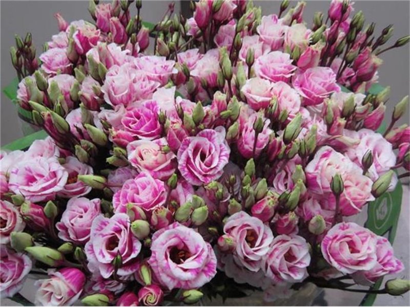 Eustoma Double Rosi G Cerise c1655